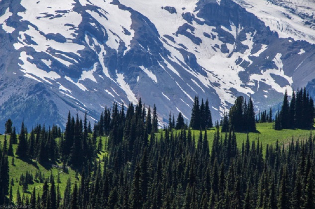The Hills are Alive
Mt Rainier National Park  WA
